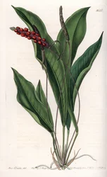 Anthurium gracile - Indgraveret tavle af S.Watts, fra en illustration af Sarah Anne Drake (1803-1857), fra Botanical Register of Sydenham Edwards (1768-1819), England