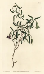 Æblebær eller udskiftelige blomstrede billardiera, Billardiera mutabilis - Håndfarvet kobberstik af F. Sansom Jr. efter en illustration af Sydenham Edwards fra William Curtis