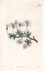 Aster acre - Busk aster, Felicia fruticosa (Shrubby starwort, Aster fruticulosus). Håndfarvet kobberstik af Weddell efter en illustration af Sydenham Edwards fra Samuel Curtis