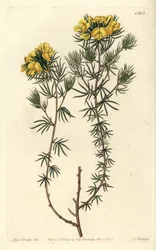 Australsk gompholobium variete - Capitate gompholobium, Gompholobium capitatum. Håndfarvet kobberstik af S. Watts efter en illustration af Miss Sarah Drake fra Sydenham Edwards