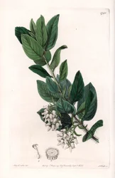 Bear Grape, oprindeligt fra Californien - graveret af S.Watts, fra en illustration af Sarah Anne Drake (1803-1857), fra Botanical Register of Sydenham Edwards (1768-1819), England