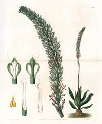 Belle sauroglossum - Plade graveret af S.Watts, fra en illustration af Sarah Anne Drake (1803-1857), fra Botanical Register of Sydenham Edwards (1768-1819), England