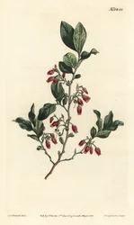 Sort huckleberry, Gaylussacia baccata (rødblomstret klamme bær, Vaccinium resinosum) - Håndfarvet kobberstik af F. Sansom Jr. efter en illustration af Sydenham Edwards fra William Curtis