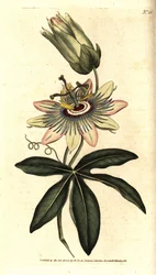 Blå Passiflora - Almindelig passionsblomst, Passiflora caerulea. Håndkoloreret kobberstik efter en botanisk illustration af Sydenham Edwards fra William Curtis