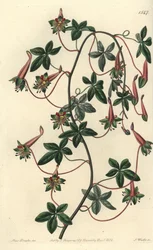 Bolivias Capuchin - Fembladet tropaeoleum, Tropaeoleum pentaphyllum. Håndfarvet kobberstik af S. Watts efter en illustration af Miss Sarah Drake fra Sydenham Edwards