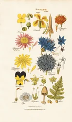Botanisk klassifikation og repræsentanter for forskellige plantegrupper