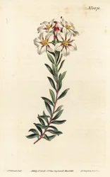 Buchu, Adenandra villosa (Umbel-flowered diosma, Diosma speciosa) - Håndfarvet kobberstik af F. Sansom Jr. efter en illustration af Sydenham Edwards fra William Curtis