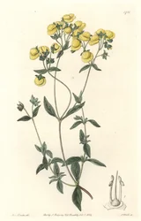 Calceolaire eller lille tøffel eller pung af dame, hjemmehørende i Chile - Water forte af S. Watts fra en illustration af Sarah Anne Drake (1803-1857), fra det botaniske register