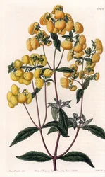 Calceolaire rugosa - Plade graveret af S.Watts, baseret på en illustration af Sarah Anne Drake (1803-1857), fra Botanical Register of Sydenham Edwards (1768-1819), England