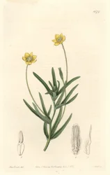 California Platystemon - S. Watts Strong Water fra en illustration af Sarah Anne Drake (1803-1857), fra det botaniske register