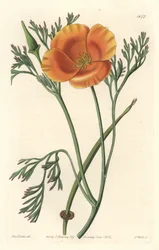Californisk valmue eller amerikansk valmue - S. Watts stærkt vand fra en illustration af Sarah Anne Drake (1803-1857), fra det botaniske register