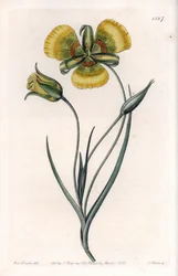 Calochortus har store gule blomster - Indgraveret tavle af S.Watts, fra en illustration af Sarah Anne Drake (1803-1857), fra Botanical Register of Sydenham Edwards (1768-1819), England