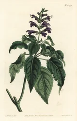 Caribisk salvie - Salvia lamiifolia (lillablomstret salvie, Salvia amoena). Håndfarvet kobberstik af F. Sansom Jr. efter en illustration af Sydenham Edwards fra William Curtis