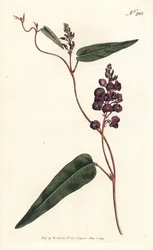 Caulinia bimaculata (lilla glycin, Glycine bimaculata). Håndfarvet kobberstik af Sansom efter en illustration af Sydenham Edwards fra William Curtis