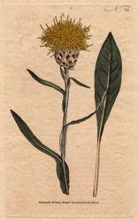 Centauree har pastelblade med gul luftig blomst. Orientalsk. Woadbladet centaurea med gule luftige blomster. En indfødt østen. Centaurea glastifolia. Håndfarvet kobberstik fra en botanisk illustration af Sydenham Edwards fra William