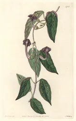 Ceropegia elegant, hjemmehørende i Indien - Strong water af S. Watts fra en illustration af Sarah Anne Drake (1803-1857), fra det botaniske register