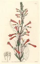 Chelone (eller Galane) har baldrianblade, hjemmehørende i Californien - S. Watts stærkt vand fra en illustration af Sarah Anne Drake (1803-1857), fra det botaniske register