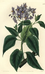 Chilensk kartoffeltræ eller solanum med krympet blade. Håndfarvet kobberstik af S. Watts efter en illustration af Miss Sarah Drake fra Sydenham Edwards