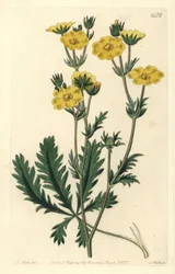 Cinquefoil dressee - Jagged-leaved cinquefoil, Potentilla laciniosa. Håndfarvet kobberstik af S. Watts efter en illustration af M. Hart fra Sydenham Edwards