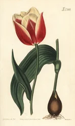 Claramond tulipan, Tulipa suaveolens var. latifolia. Håndfarvet kobberstik af Weddell efter en botanisk illustration af Sydenham Edwards fra William Curtis