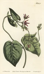 Klatrende mælkevin, Matelea obliqua (Virginian cynanchum, Cynanchum discolor). Håndfarvet kobberstik af F. Sansom Jr. efter en illustration af Sydenham Edwards fra William Curtis