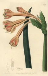 Clinanthus fulvus (Tawny coburgia, Coburgia fulva). Håndfarvet kobberstik af S. Watts efter en illustration af William Herbert fra Sydenham Edwards