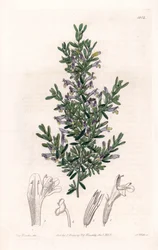 Clinopodium Variete - Plade indgraveret af S.Watts, fra en illustration af Sarah Anne Drake (1803-1857), fra Botanical Register of Sydenham Edwards (1768-1819), England