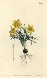 Urblomst, Moraea fugacissima (Smalbladet galakse, Galaxia graminea). Håndfarvet kobberstik af F. Sansom Jr. efter en illustration af Sydenham Edwards fra William Curtis