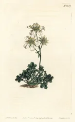 Clusius-kløverblad - Clusius-kløverblad, Potentilla clusiana. Håndkoloreret kobberstik af F. Sansom Jr. efter en illustration af Sydenham Edwards fra William Curtis