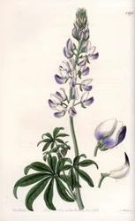 Almindelig flodbredslupin - Indgraveret tavle af S.Watts, fra en illustration af Sarah Anne Drake (1803-1857), fra Botanical Register of Sydenham Edwards (1768-1819), England