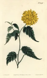 Corete du Japon - Dobbeltblomstret japansk rose, Kerria japonica (Dobbeltblomstret Japan corchorus, Corchorus japonicus var. flore pleno). Håndfarvet kobberstik af F. Sansom Jr. efter en illustration af Sydenham Edwards fra William Curtis
