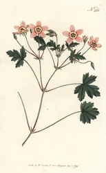 Tranenæb (eller storkenæb) - Kødfarvet tranesæb, Erodium incarnatum. Håndfarvet kobberstik af Sansom efter en illustration af Sydenham Edwards fra William Curtis