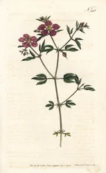 Kreta Fagonia - Kreta fagonia, Fagonia cretica. Håndkoloreret kobberstik af Sansom efter en illustration af Sydenham Edwards rom William Curtis