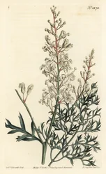 Crinkle busk eller reinfann - Crinkle busk eller persille bregne (svovlurt-bladede lomatia), Lomatia silaifolia. Håndfarvet kobberstik af F. Sansom Jr. efter en illustration af Sydenham Edwards fra William Curtis