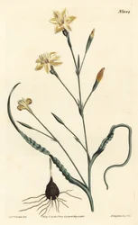 Krøllet bladmoraea, Moraea crispa. Håndfarvet kobberstik af F. Sansom Jr. efter en illustration af Sydenham Edwards fra William Curtis