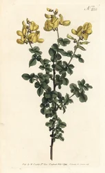 Cytisophyllum sessilifolium (Almindelig cytisus, Cytisus sessilifolius). Håndfarvet kobberstik af Sansom efter en illustration af Sydenham Edwards fra William Curtis