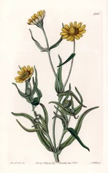 Daisy variete "guld", endemisk til Californien - graveret af S.Watts, fra en illustration af Sarah Anne Drake (1803-1857), fra Botanical Register of Sydenham Edwards (1768-1819), England