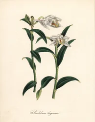 Dendrobium variete - Langhornet dendrobium orkidé, Dendrobium longiconu. Kopieret fra Sydenham Edwards
