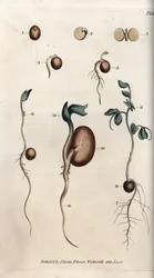 Forskellige spiringsstadier for ærtefrø og almindelig bønne. Koloreret kobberstik, illustration af Sydenham Edwards (1768-1819) til Conferences of Botanical, Lambeth Botaniske Have (England)