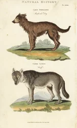 Hund og ulv - Hyrdehund, Canis familiaris, og ulv, Canis lupus. Håndfarvet kobberstik efter Sydenham Edwards fra John Mason Goods Pantologia, a New Encyclopedia, G. Kearsley, London