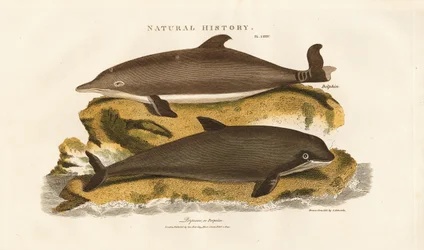 Delfin og marsvin