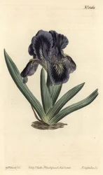 Dværg Iris - Iris x binata (Lilla-blåt dværgflag, Iris pumila var. violacea). Håndfarvet kobberstik af F. Sansom Jr. efter en illustration af Sydenham Edwards fra William Curtis