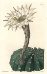 Echinocactus eyriesii, blomstrende kaktus, hjemmehørende i Mexico - Stærkt vand af S. Watts fra en illustration af Sarah Anne Drake (1803-1857), fra det botaniske register