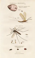 Økonomisk vigtige insekter: Cochenille, myg og mariehøne