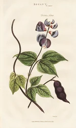 Egyptisk hyacintbønne