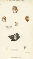 Elastisk bula, Bulla resiliens, og bleg eller cylindrisk bulla, Bulla pallida. Håndfarvet kobberstik efter Sydenham Edwards fra John Mason Goods Pantologia, a New Encyclopedia, G. Kearsley, London