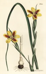 Elegant moraea, Moraea elegans (Moraea spicata). Håndfarvet kobberstik af F. Sansom Jr. efter en illustration af Sydenham Edwards fra William Curtis