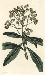 Euphorbe mellifere - Honningspore eller honningbærende euphorbia, Euphorbia mellifera. Håndfarvet kobberstik af F. Sansom Jr. efter en illustration af Sydenham Edwards fra William Curtis