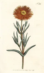 Figen morgenfrue - Guld figen morgenfrue, Mesembryanthemum aureum. Håndfarvet kobberstik af Sansom efter en illustration af Sydenham Edwards fra William Curtis