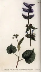 Blomsterblade og violet buket af terminale dækblade af grøn salvie (eller hormonsalvie) og lindetræer. Farvet kobberstik, illustration af Sydenham Edwards (1768-1819) til Conferences of Botanical, Botanical Garden of Lambeth (England)